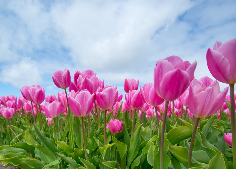 pink-tulip-bulb-field-594413