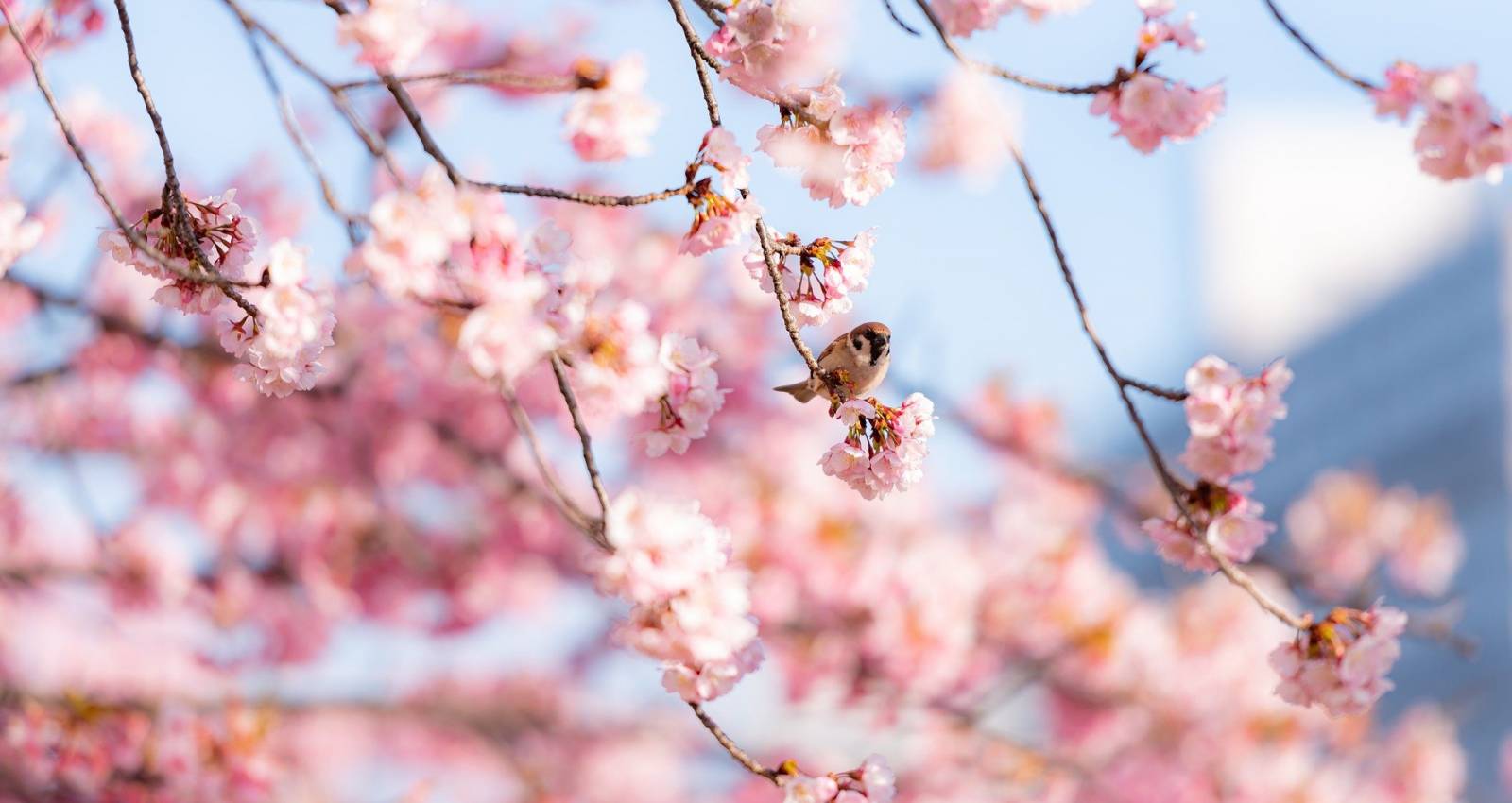 cherry-blossom-6068004_1920_copy_1